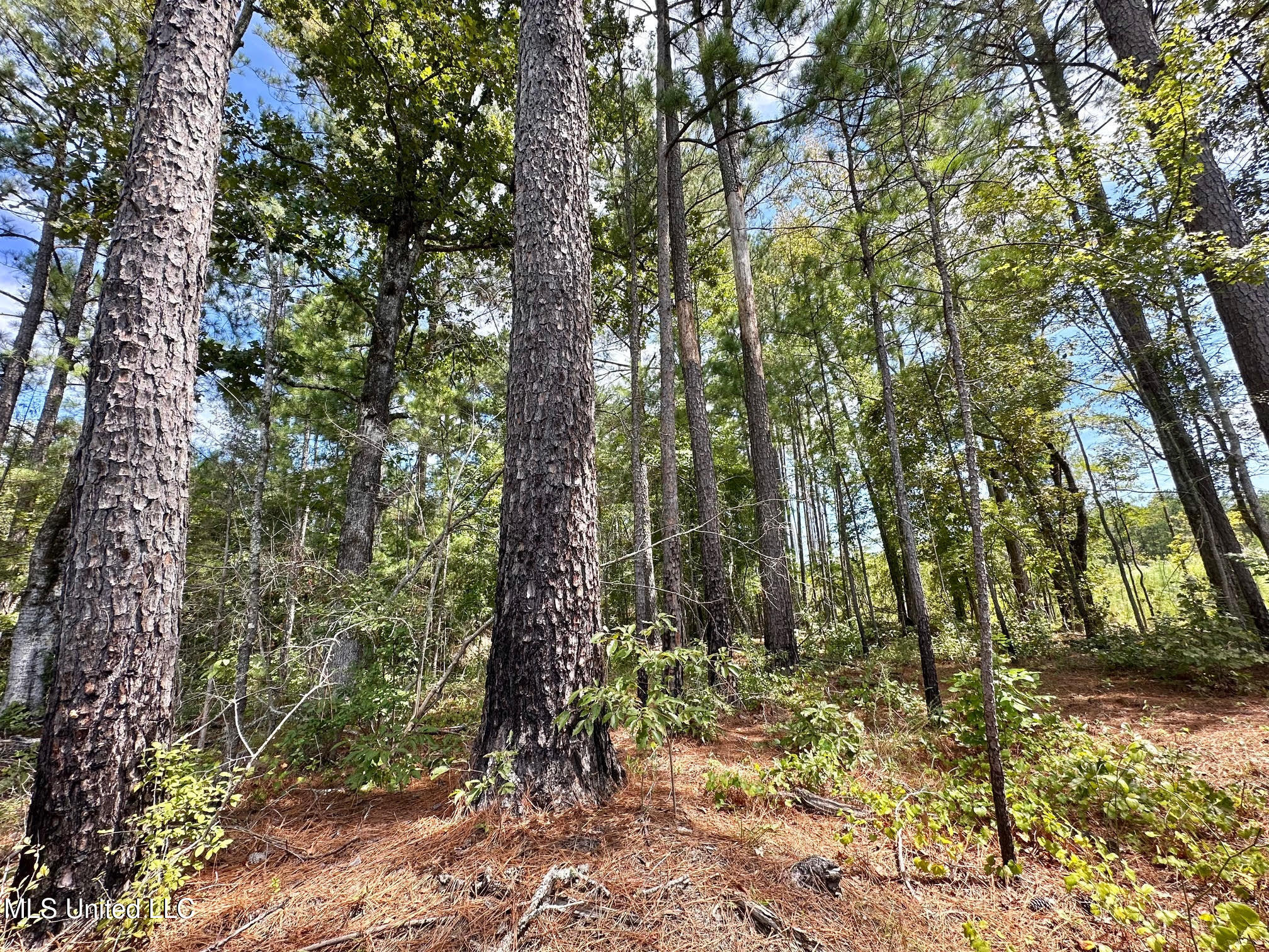 133 Ross Road Camden, MS 39045 - Photo 39 of 63 38