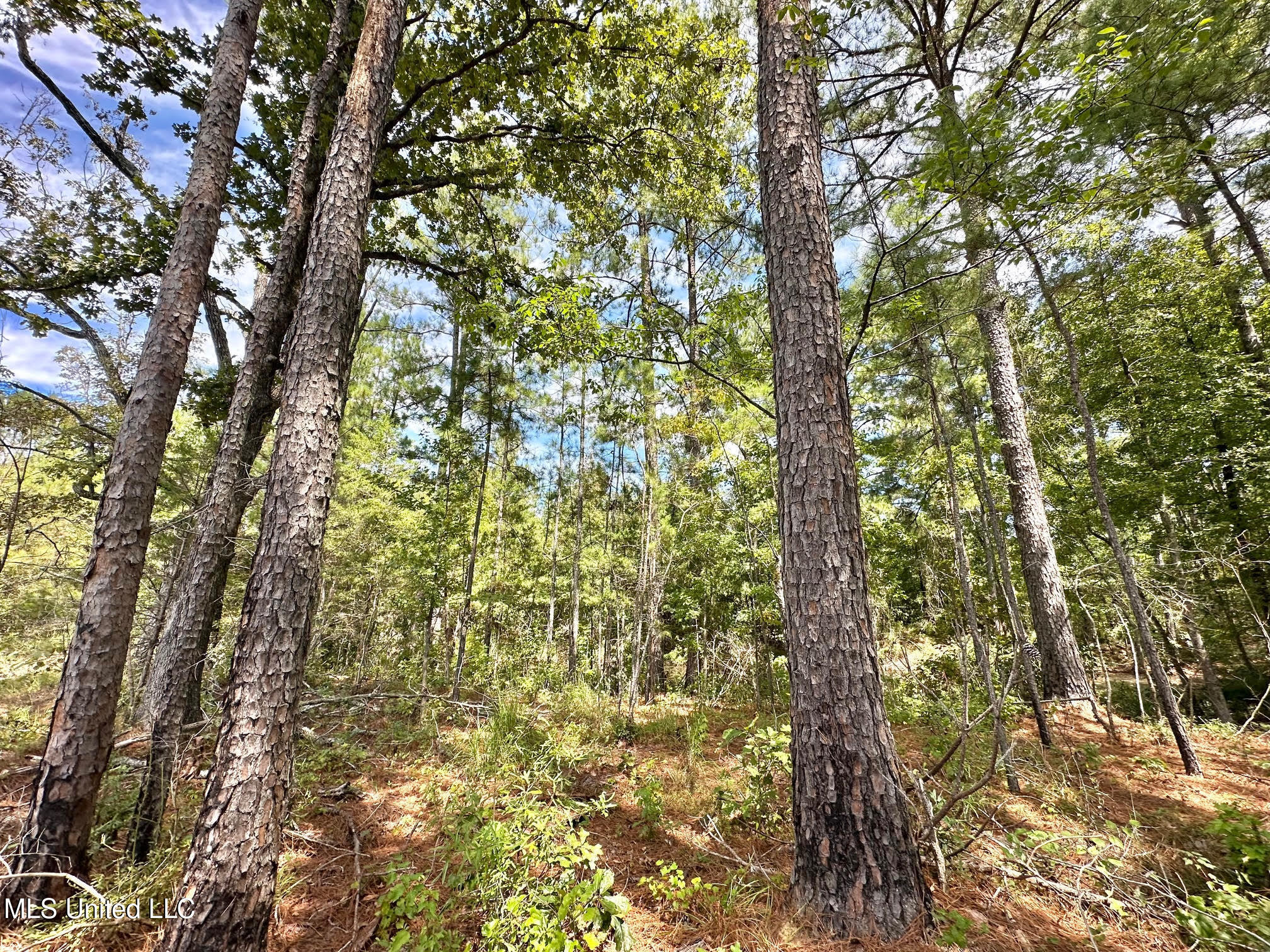 133 Ross Road Camden, MS 39045 - Photo 40 of 63 39