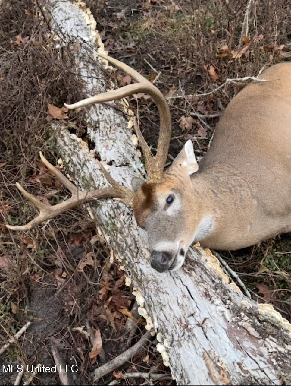 133 Ross Road Camden, MS 39045 - Photo 55 of 63 54