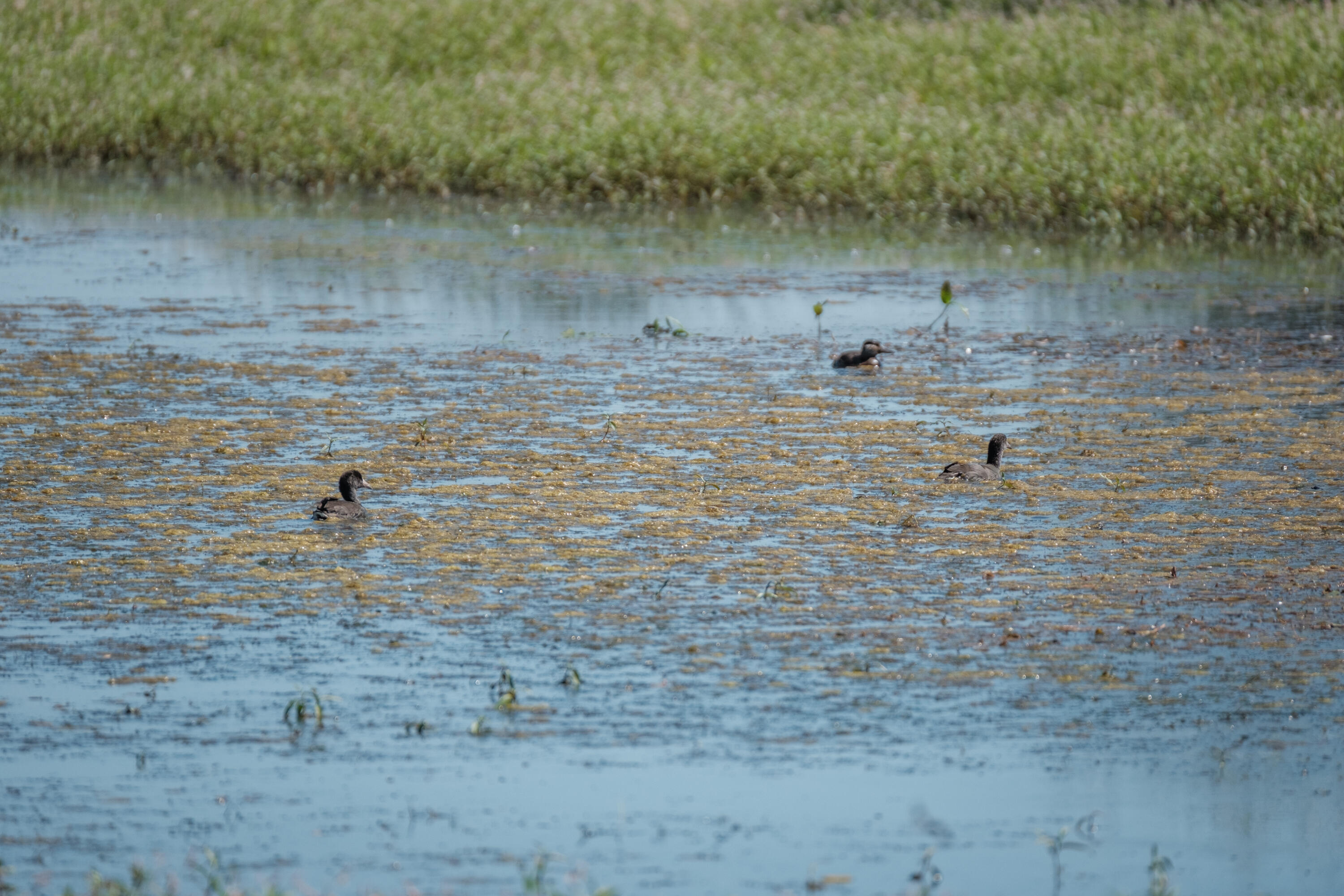 0 Duck Club Scappoose, OR 97056 - Photo 25 of 33