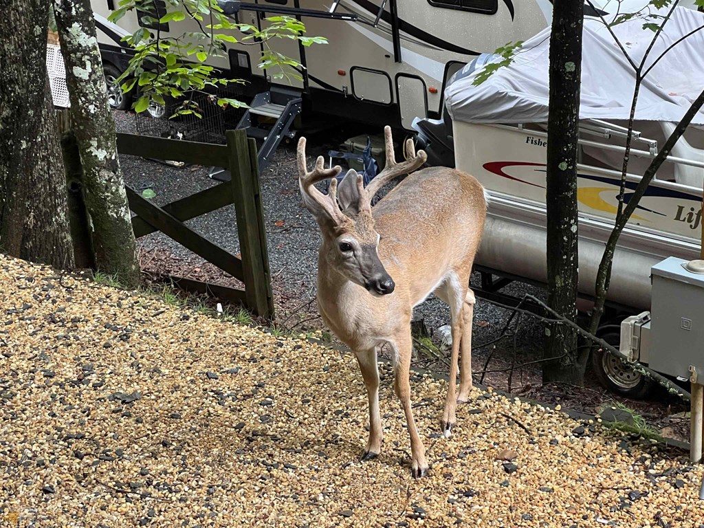 321 25th Street Ellijay, GA 30540 - Photo 22 of 27