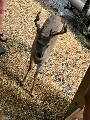 $1,550 | 321 25th Street, Ellijay, GA 30540