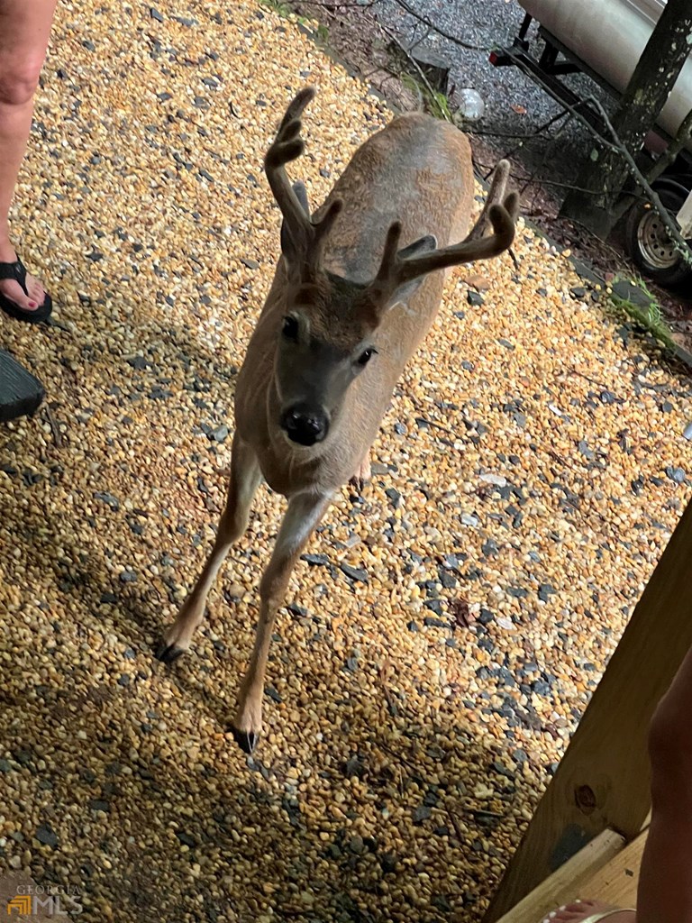 321 25th Street Ellijay, GA 30540 - Photo 23 of 27