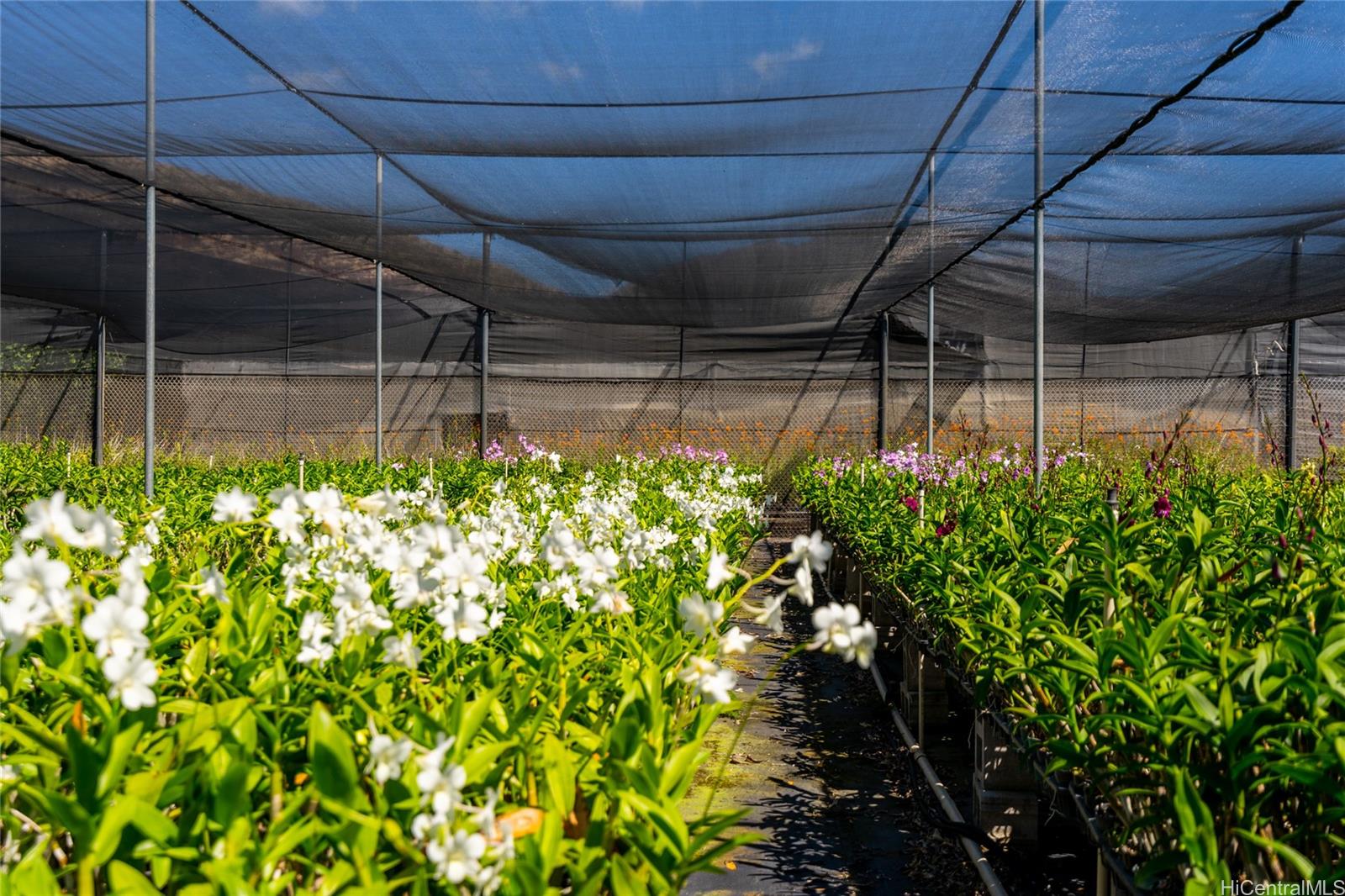 87-201 Paakea Road Waianae, HI 96792 - Photo 18 of 19 a view of a garden