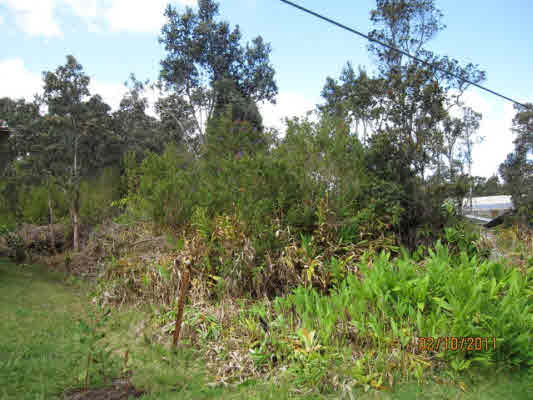 14 U Wright Road Volcano, HI 96785 - Photo 3 of 4 a view of a lush green forest with lots of trees