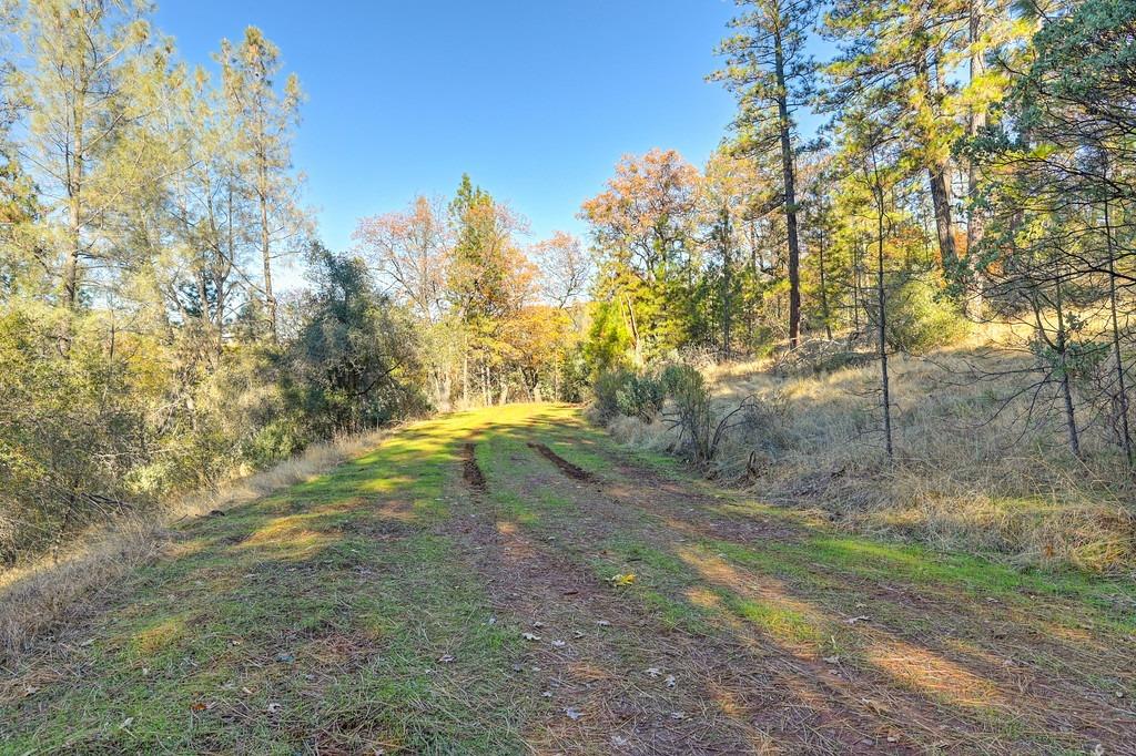 23050 Retherford Road Auburn, CA 95602 - Photo 7 of 39 a view of a yard with trees in the background