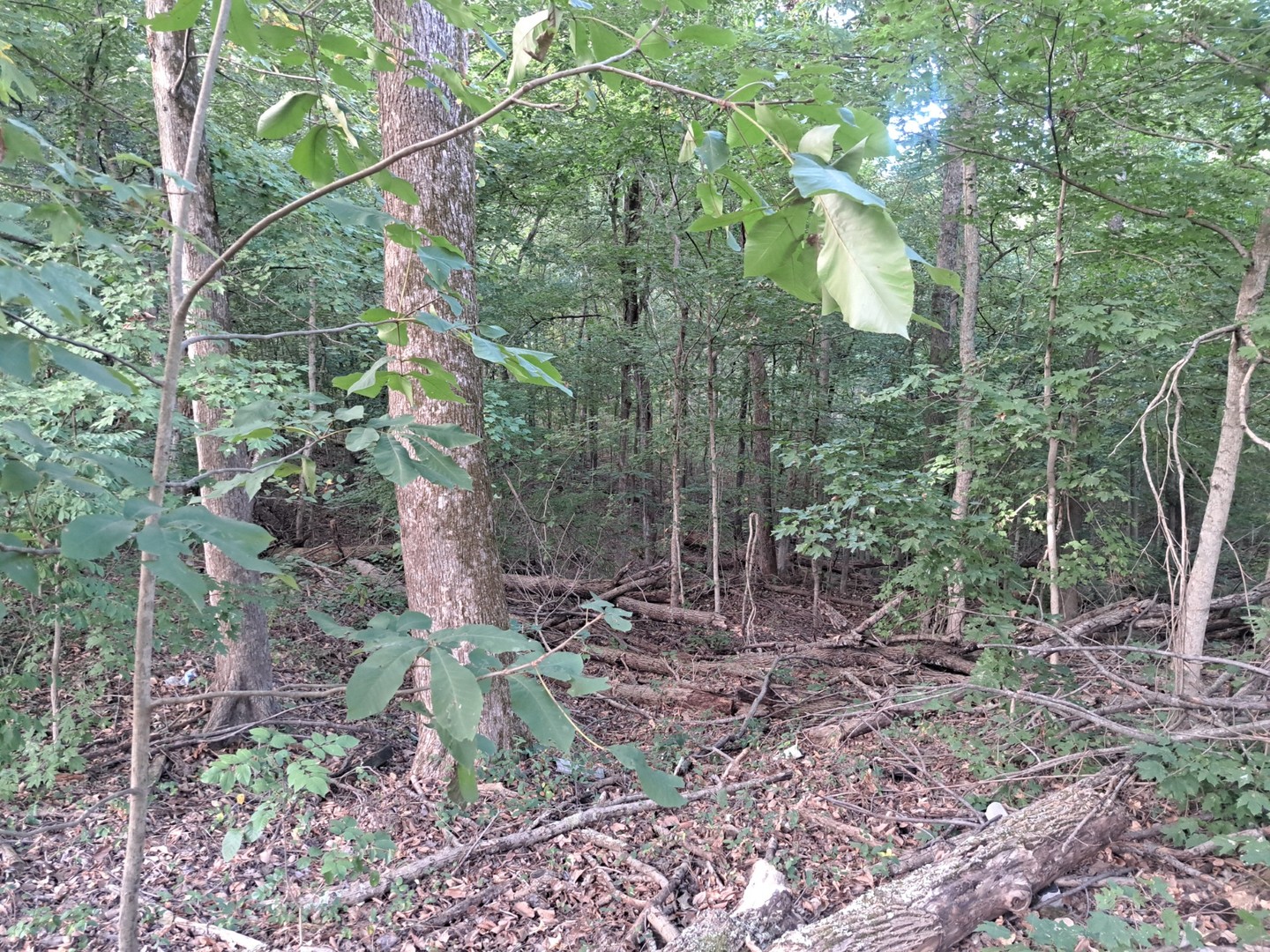 3952-4013 Devils Fork Road Carbondale, IL 62902 - Photo 6 of 9 Gallery Image 6