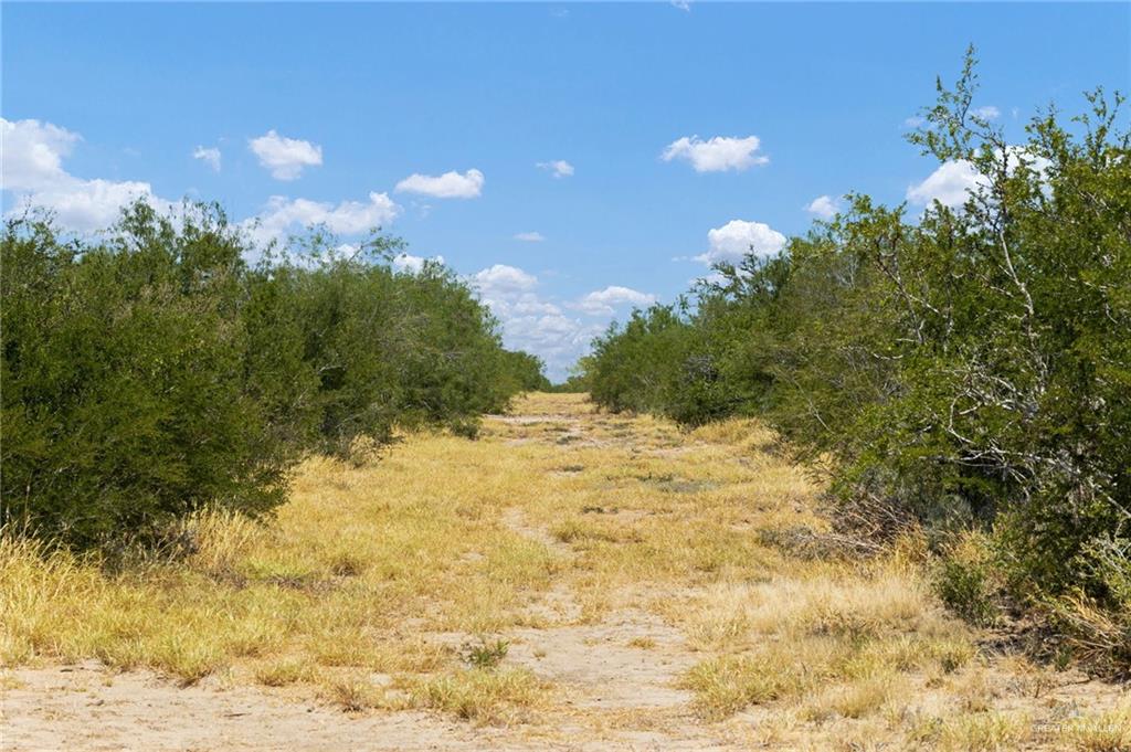0 Los Lobos Road Roma, TX 78584 - Photo 11 of 28 a view of a yard with a tree
