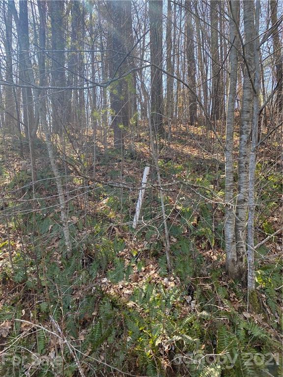 Lot 7 Riverside Hills Road, Unit 7 Burnsville, NC 28714 - Photo 6 of 6 Gallery Image 6