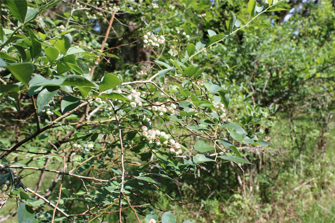 481218 Haddock Road Hilliard, FL 32046 - Photo 15 of 27 a view of a plant