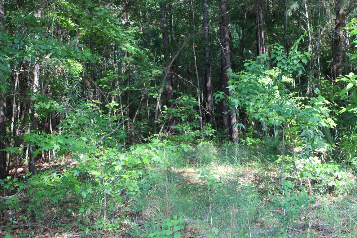 481218 Haddock Road Hilliard, FL 32046 - Photo 20 of 27 a view of yard