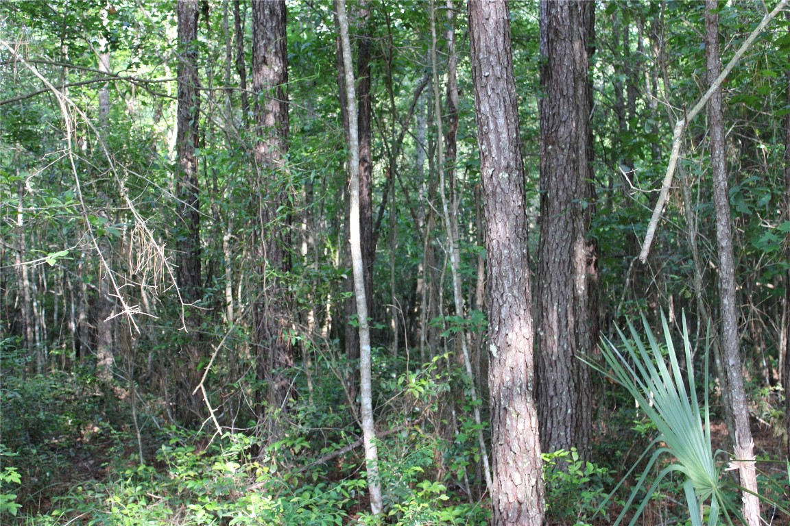 481218 Haddock Road Hilliard, FL 32046 - Photo 22 of 27 a view of a forest with trees
