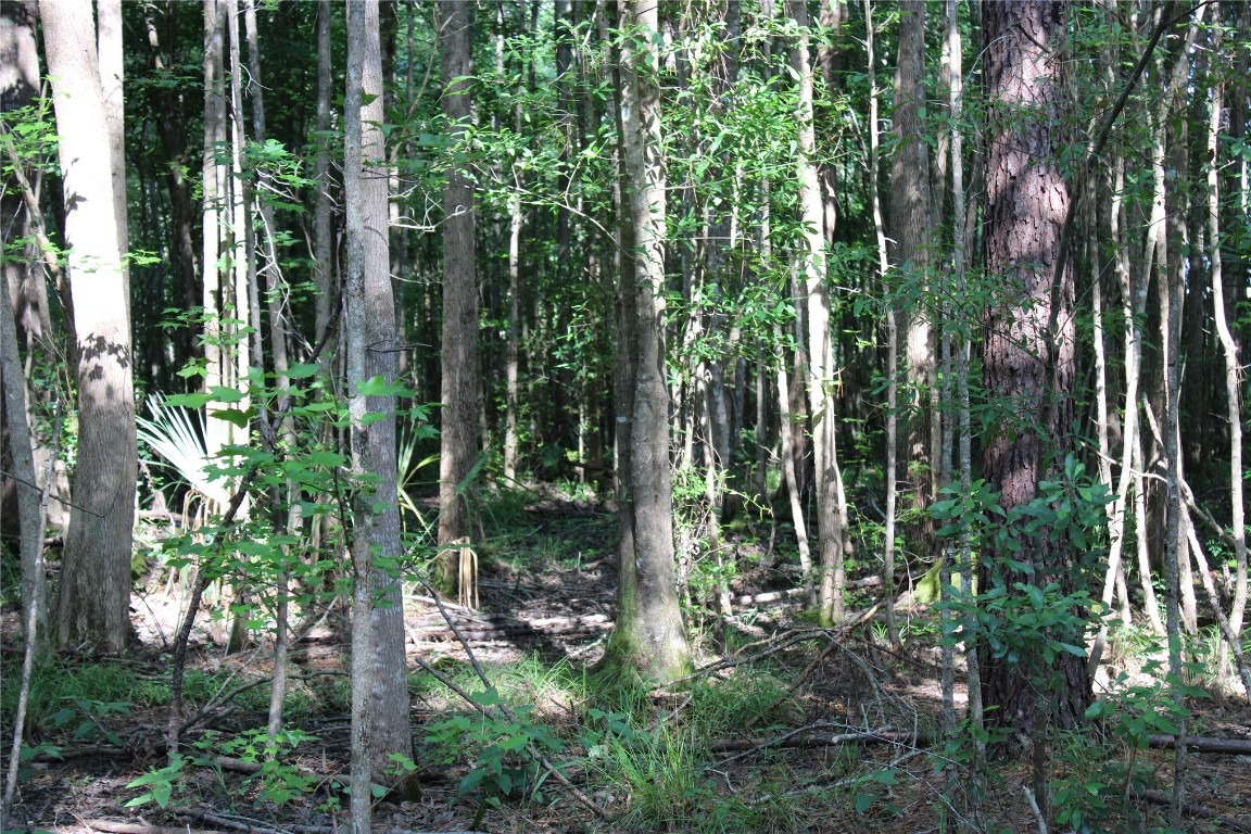 481218 Haddock Road Hilliard, FL 32046 - Photo 23 of 27 a view of forest