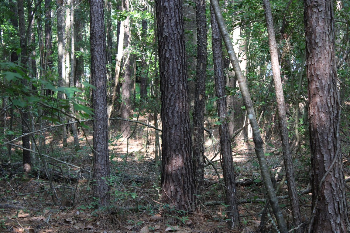 481218 Haddock Road Hilliard, FL 32046 - Photo 24 of 27 a view of forest
