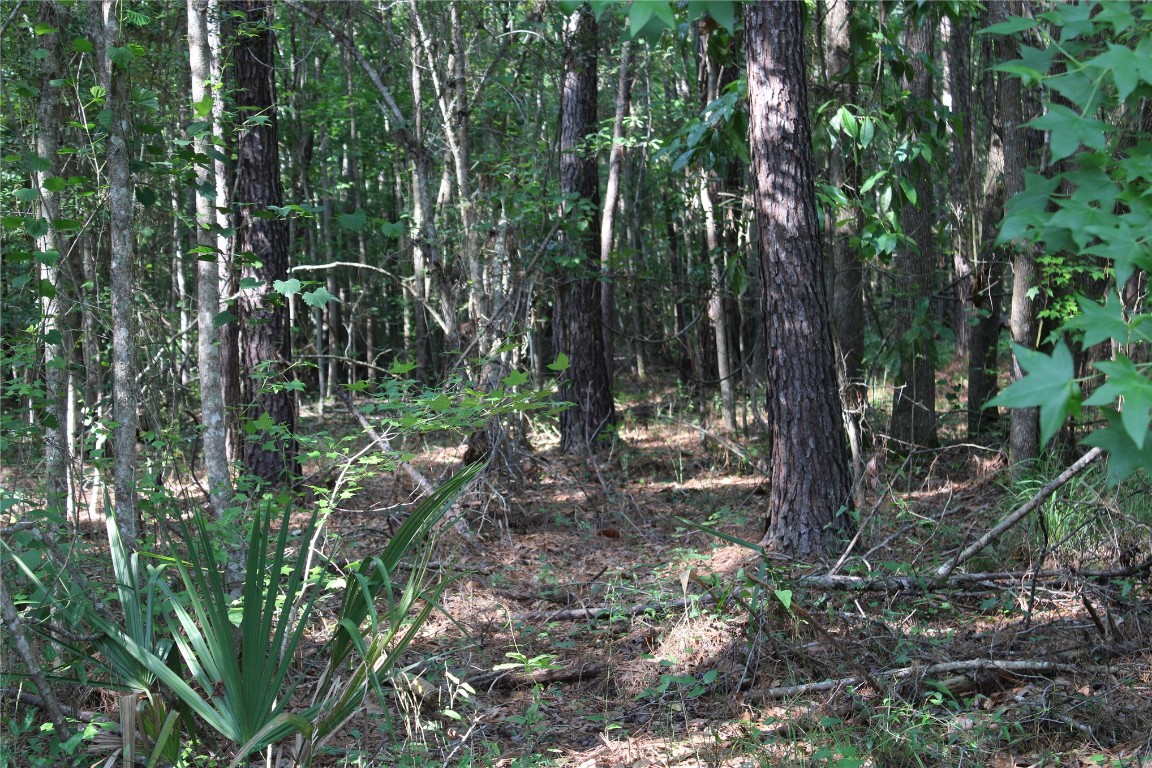 481218 Haddock Road Hilliard, FL 32046 - Photo 25 of 27 a view of forest