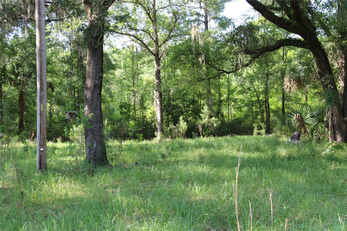 481218 Haddock Road Hilliard, FL 32046 - Photo 6 of 27 a view of a lush green forest