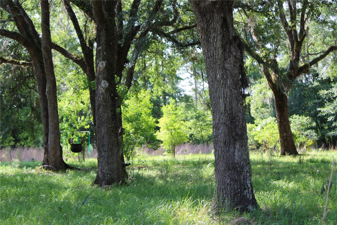 481218 Haddock Road Hilliard, FL 32046 - Photo 8 of 27 a view of a trees in a yard