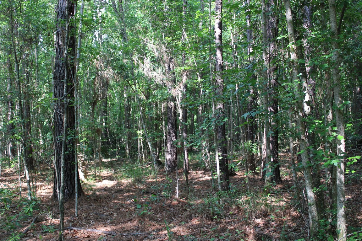 481218 Haddock Road Hilliard, FL 32046 - Photo 9 of 27 a view of a forest with trees in the background