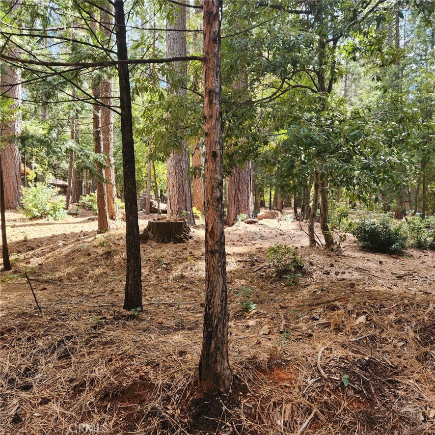 11254 Winding Way Clipper Mills, CA 95930 - Photo 3 of 23 a view of a yard with plants and trees