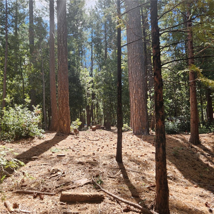 11254 Winding Way Clipper Mills, CA 95930 - Photo 4 of 23 a view of a yard covered in snow