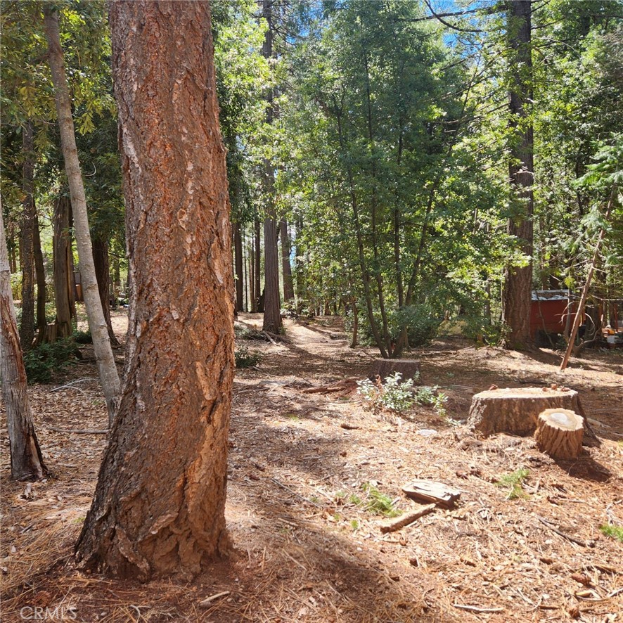 11254 Winding Way Clipper Mills, CA 95930 - Photo 5 of 23 a view of a yard with plants and trees