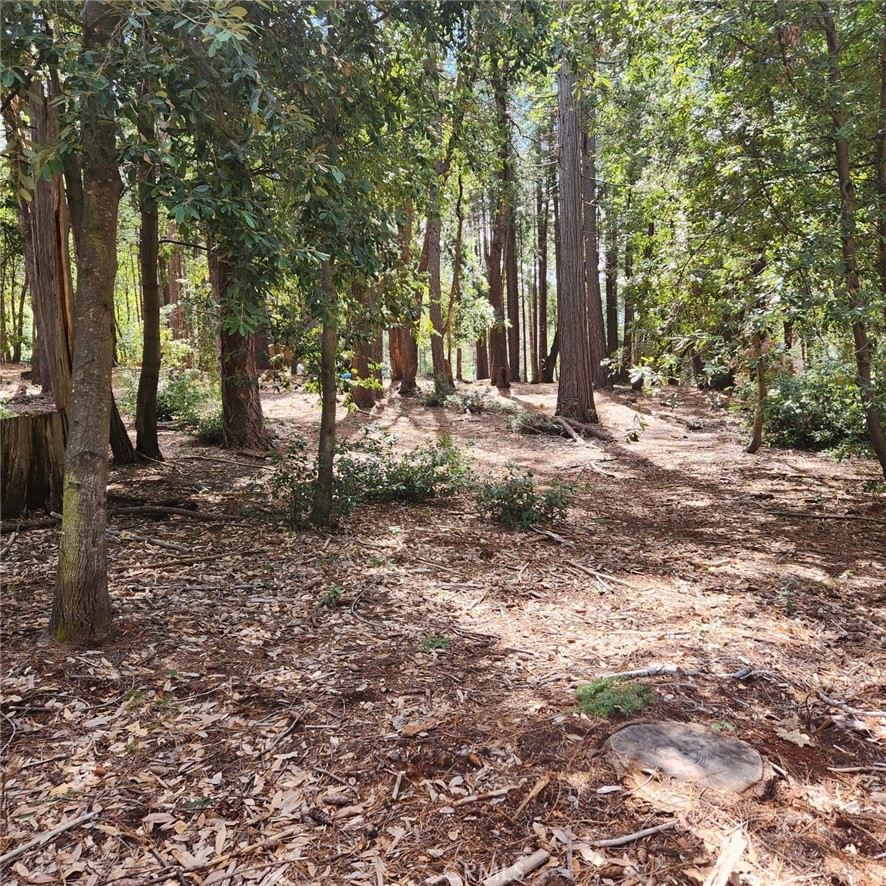11254 Winding Way Clipper Mills, CA 95930 - Photo 7 of 23 a view of a forest with trees