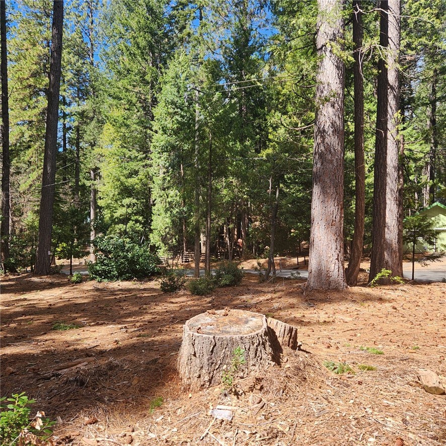 11254 Winding Way Clipper Mills, CA 95930 - Photo 8 of 23 a view of a yard with trees