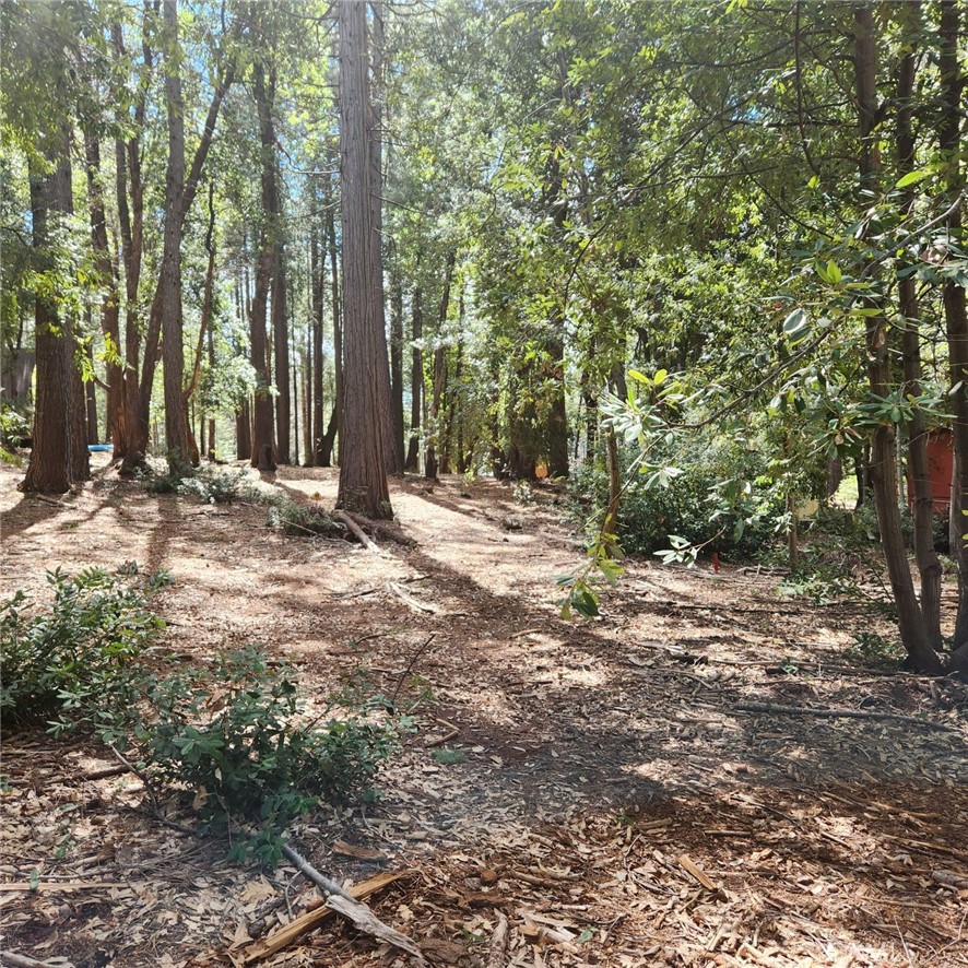 11254 Winding Way Clipper Mills, CA 95930 - Photo 9 of 23 a view of a yard with trees