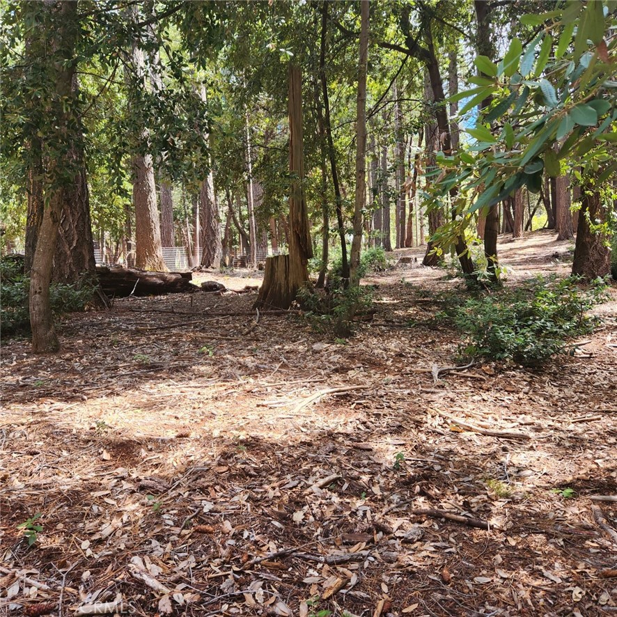 11254 Winding Way Clipper Mills, CA 95930 - Photo 10 of 23 a view of a tree in the middle of a yard