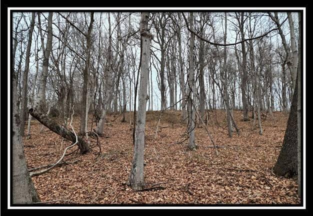 0 Black Run Road, Unit TRACT 8) Chillicothe, OH 45601 - Photo 27 of 47 image029