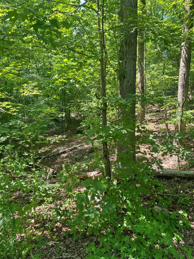 0 Randall Fugate Road Spring City, TN 37381 - Photo 6 of 7 Gallery Image 6