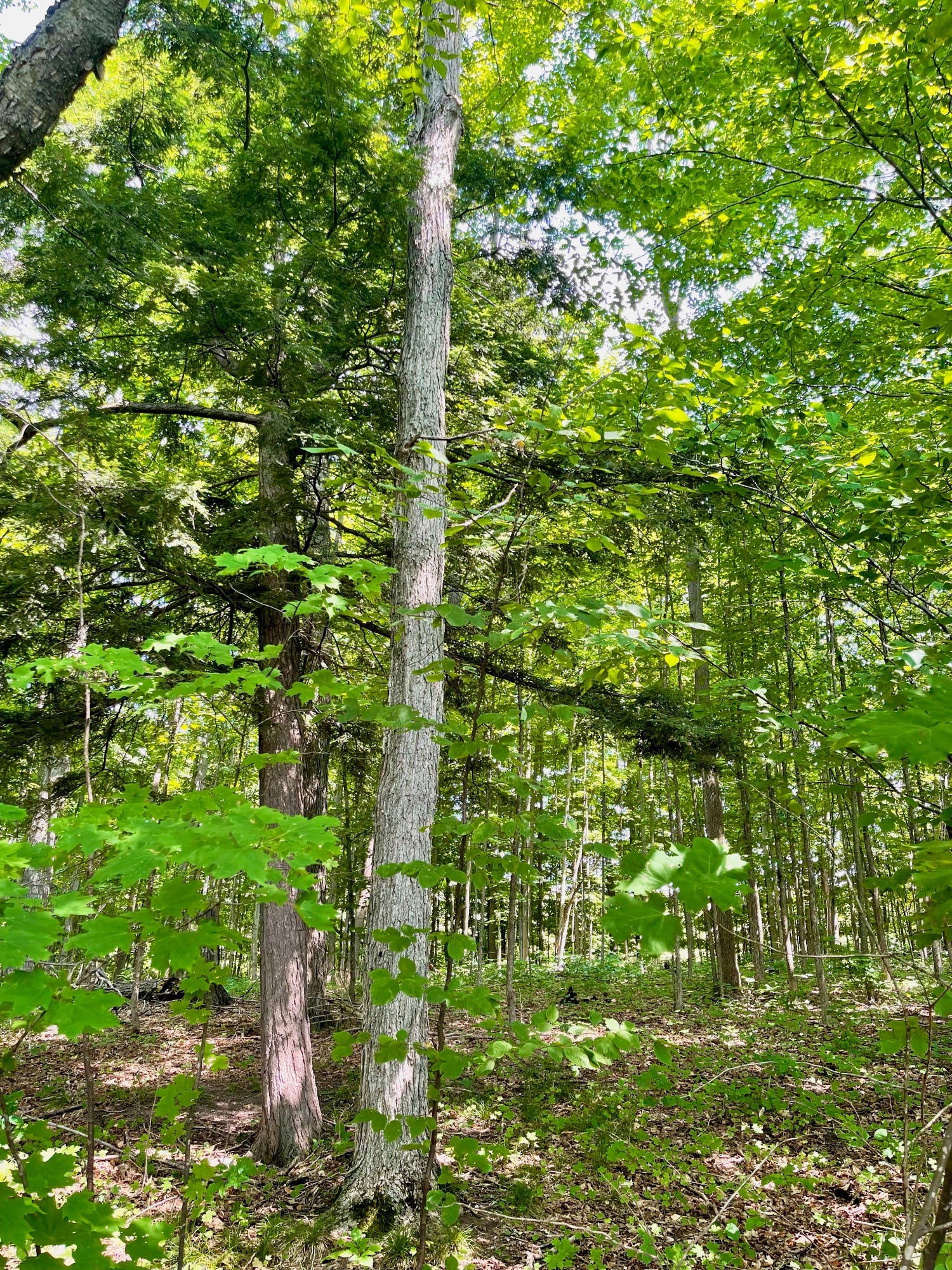 803 Guenther Ridge Gaylord, MI 49735 - Photo 20 of 23 Gallery Image 20