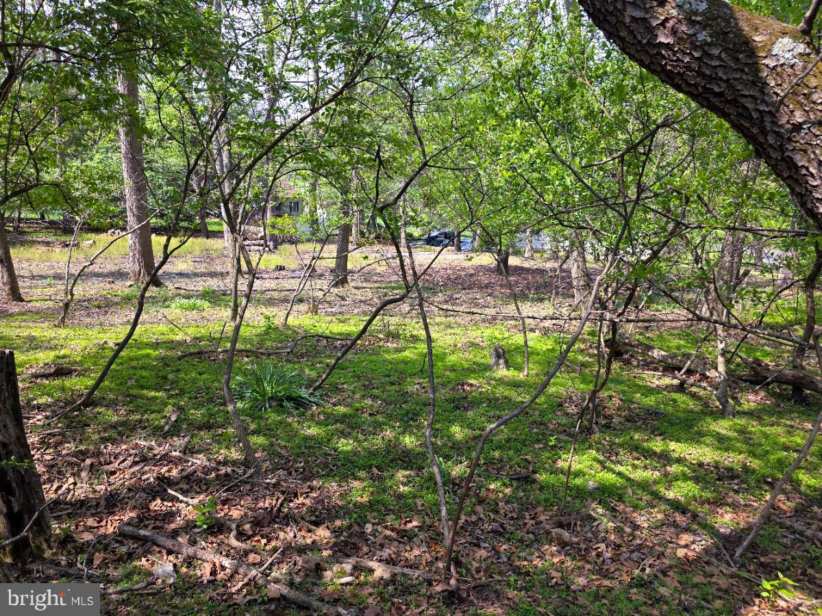 10984 Old Forge Road Waynesboro, PA 17268 - Photo 67 of 68 Wooded area rear of property