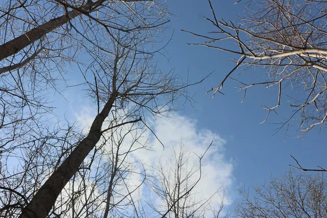a view of trees and snow on the street
