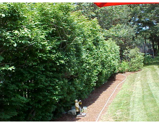 7 Francine Road Framingham, MA 01701 - Photo 5 of 26 a view of a pathway both side of yard