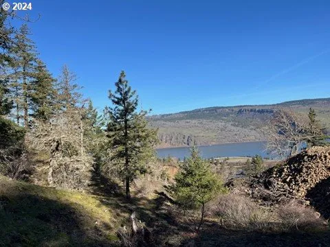 a view of a tree with a tree