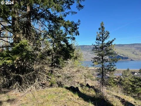 a view of a forest with a park