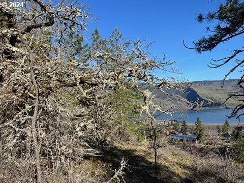 a view of a tree in a yard with a tree
