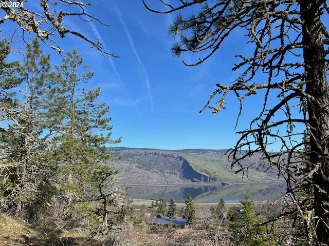 a view of a yard with plants and trees