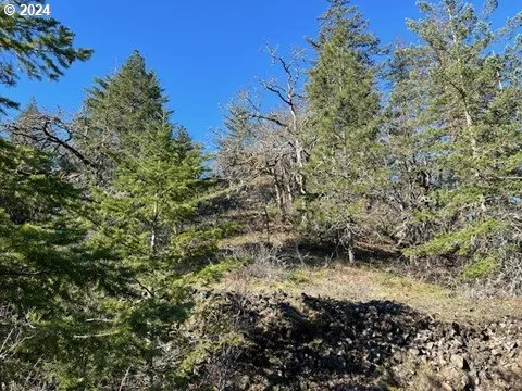 a view of a yard with plants and tree