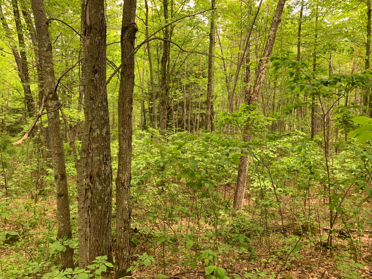 Lot 5 Somo Ridge Road Tomahawk, WI 54487 - Photo 7 of 10 Gallery Image 7