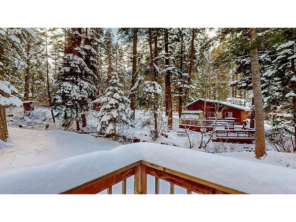 a open area with lots of trees