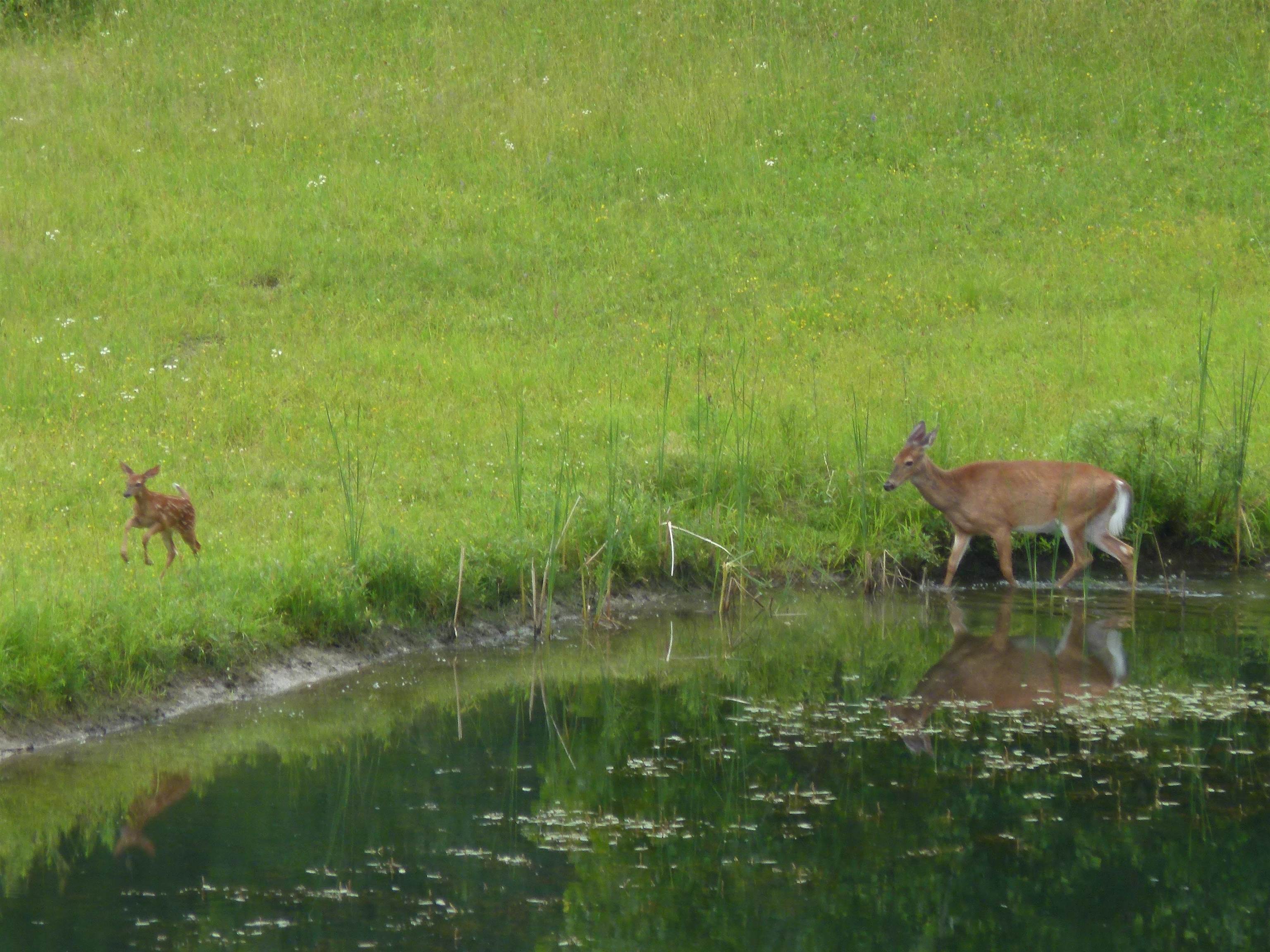 1150 Sinclair Road Johnson, VT 05656 - Photo 34 of 36