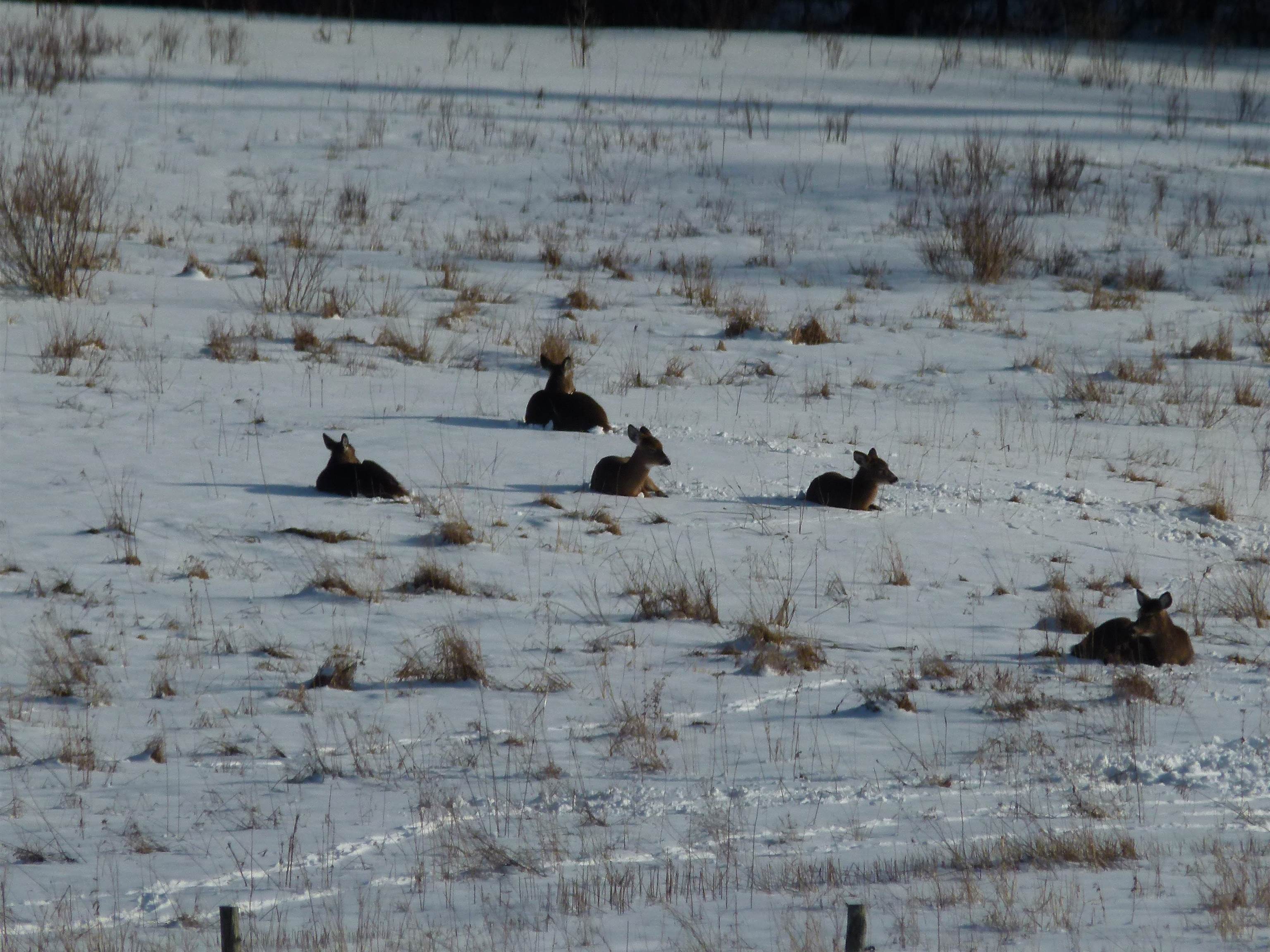 1150 Sinclair Road Johnson, VT 05656 - Photo 36 of 36
