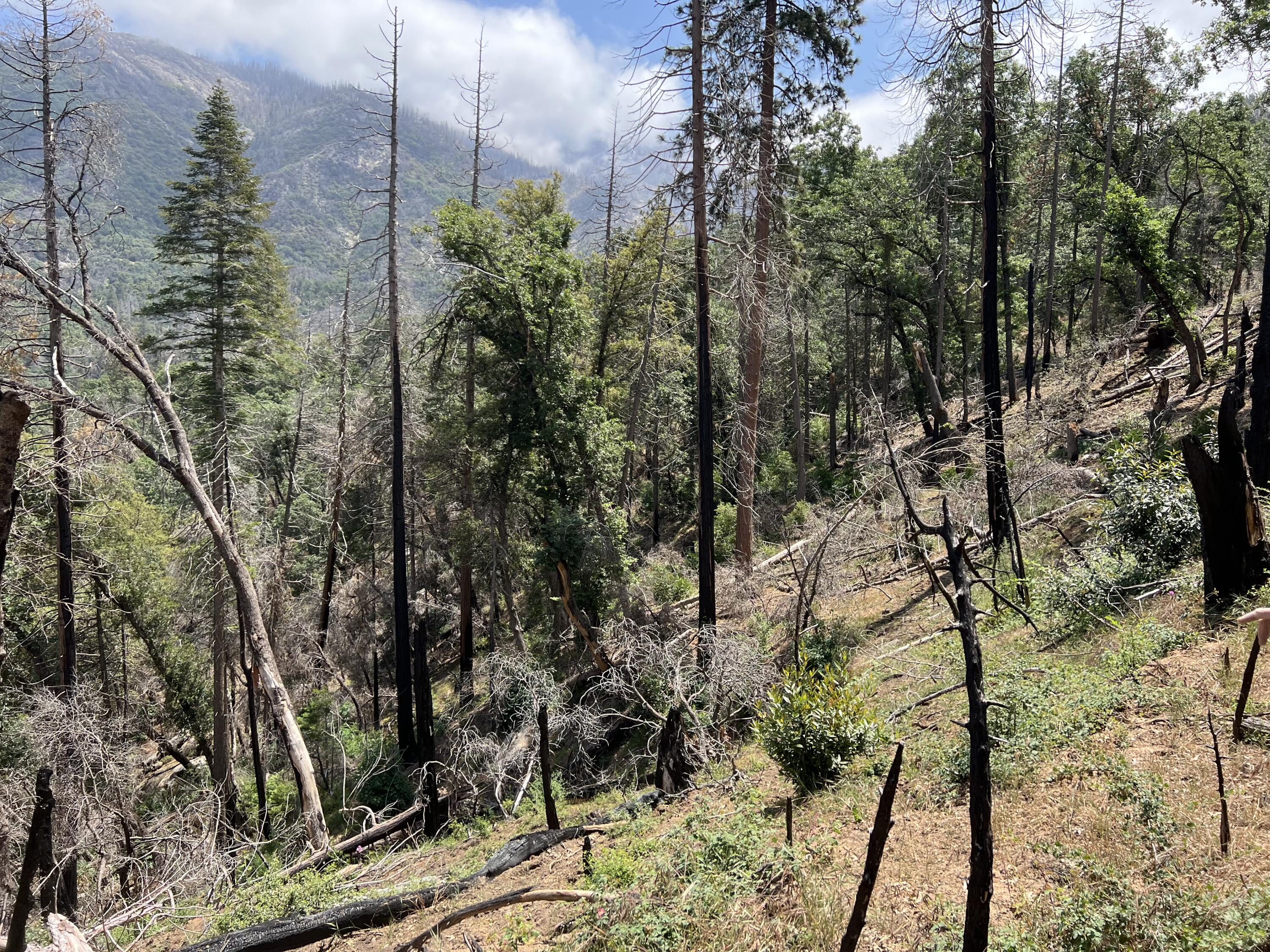0 Balch Park Road Springville, CA 93265 - Photo 27 of 27 a view of a forest