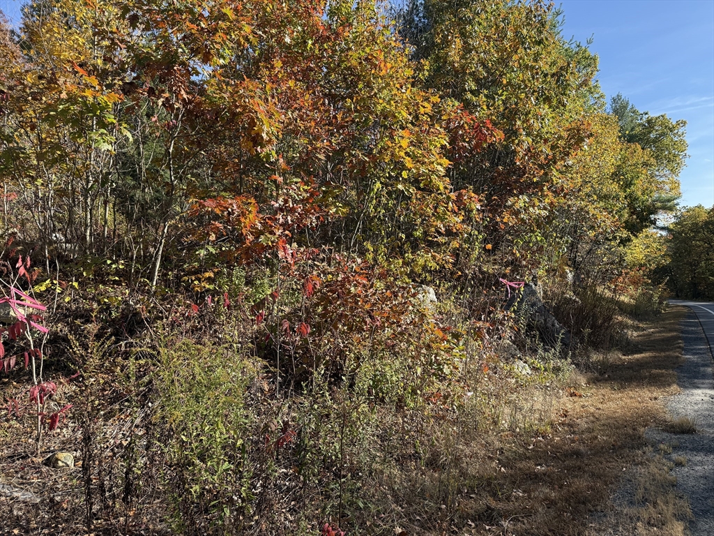Lot 1 Amherst Road Amherst, MA 01002 - Photo 4 of 5 a view of a tree