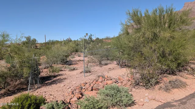 a view of a forest with a tree in the background