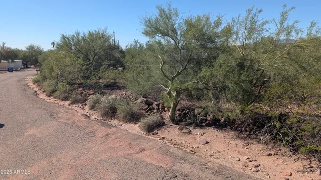 a view of a dry yard with trees