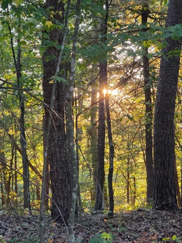 a view of a trees in a yard