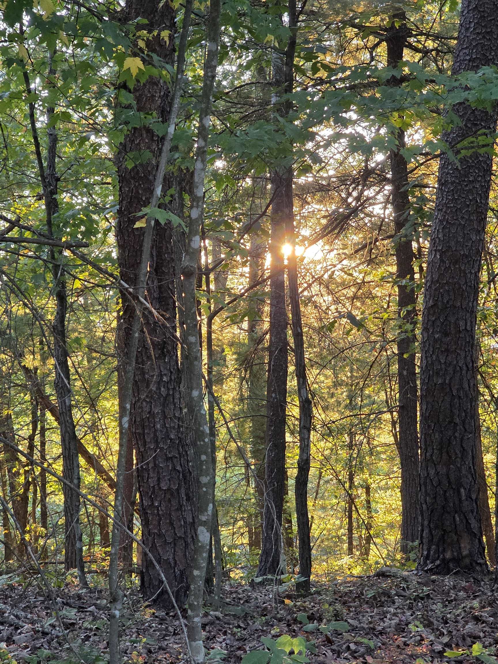 a view of a trees in a yard